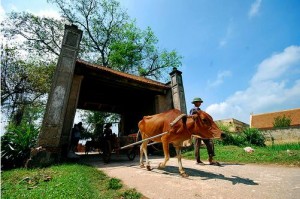 Duong Lam Ancient village tour