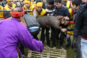 Pig hunting festival in Phu Tho Province